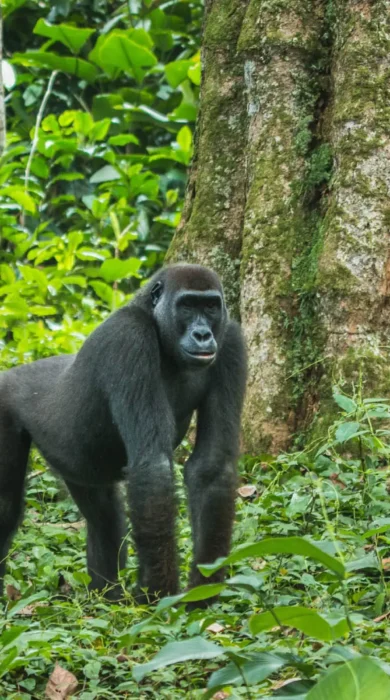 gorilla safaris, republic of the congo, africa holidays