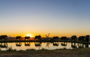 herd sunset, jabulani, kruger national park, south africa