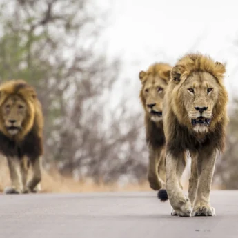 lion males, sabi sands, south africa safaris