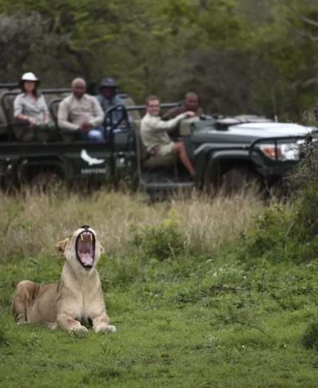 game drive, Phinda Mountain Lodge, south africa
