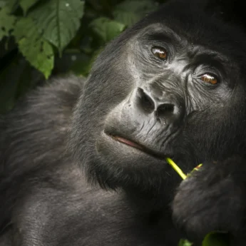 gorilla, buhoma lodge, the complete uganda safari
