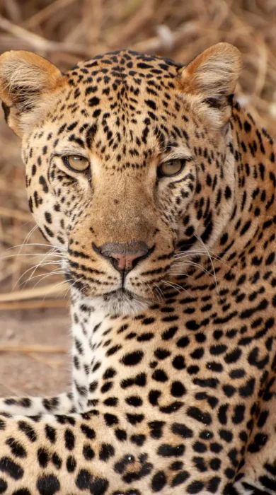 Leopard in the Sabi Sands, South Africa safaris