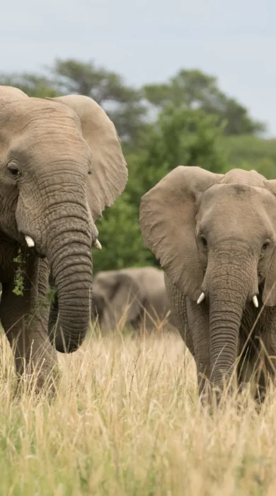 elephant safari, marataba safari lodge, marakele national park, south africa