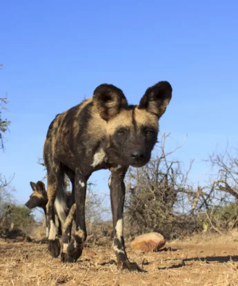 african wild dog, madikwe game reserve, south africa