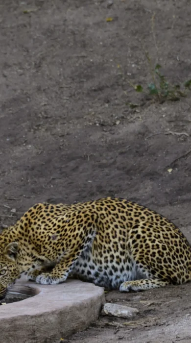 rpsl leopard at water hole