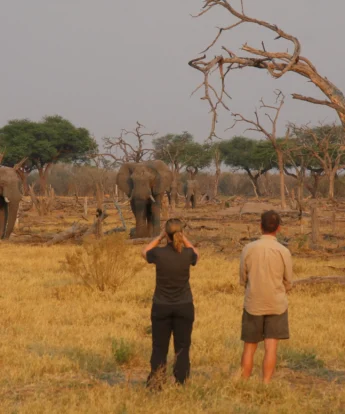 Sango Game drive Botswana