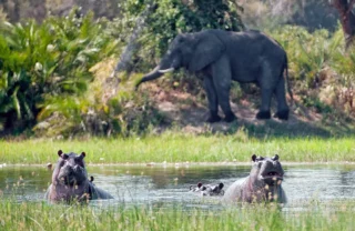 Xigera Camp botswana hippos elephant yellow zebra safaris
