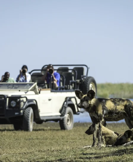 wild dog game drive, the linyanti, botswana safaris