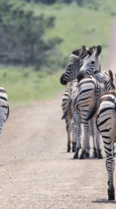 Zebras South africa