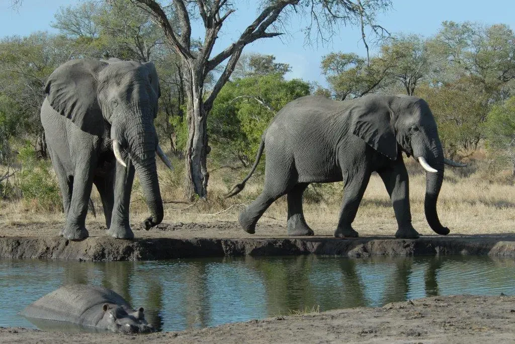 Elephants at watering hole