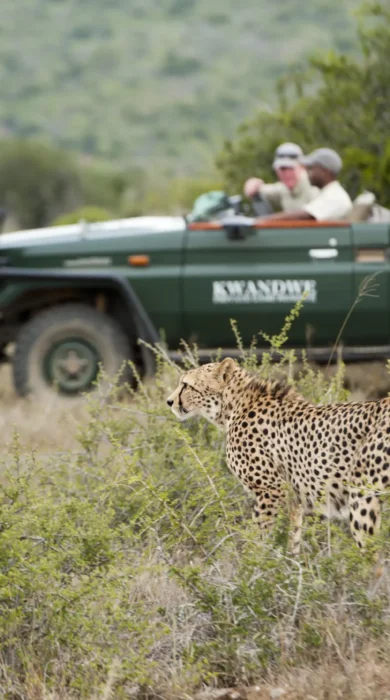 kwandwe game drive