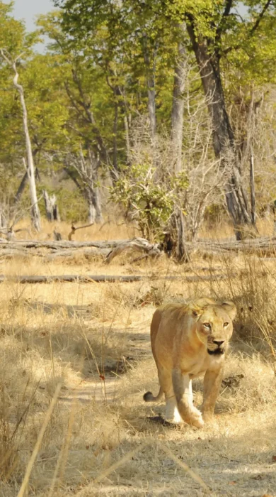 Walking safari in South Luangwa, Zambia