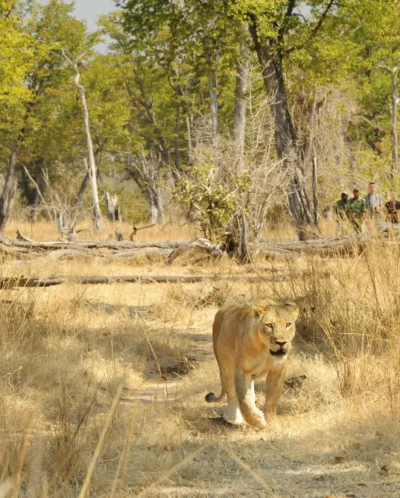 Walking safari in South Luangwa, Zambia