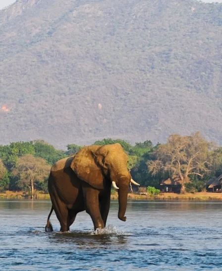 lower zambezi wildlife chiawa camp zambia yellow zebra safaris
