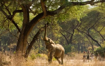 elephant walk in lower zambezi national park, zambia safaris