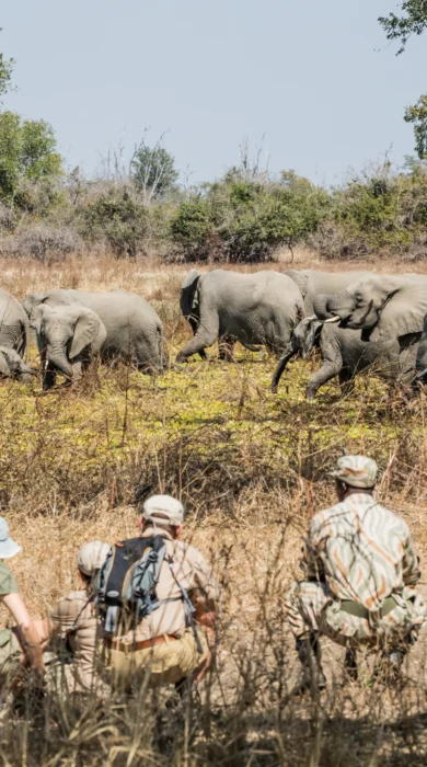 chikoko tree camp elephants zambia yellow zebra safaris