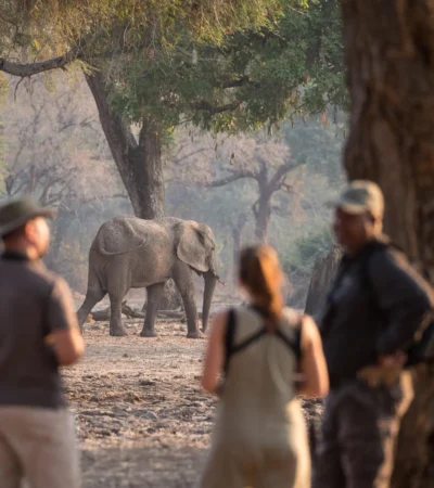 Walking Safari, Wilderness Chikwenya, Mana Pools, Zimbabwe