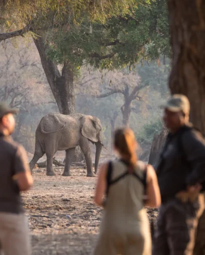 Walking Safari, Wilderness Chikwenya, Mana Pools, Zimbabwe