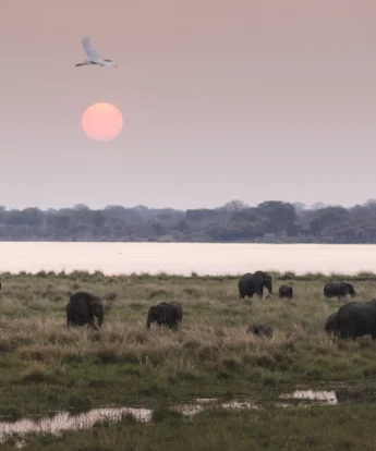 Elephants, Little Ruckomechi, Mana Pools, Zimbabwe