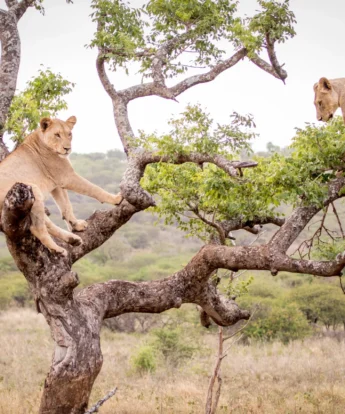 rhino sands safari camp lions south africa yellow zebra safaris