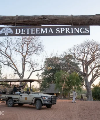 game drive, deteema springs camp, hwange national park, zimbabwe