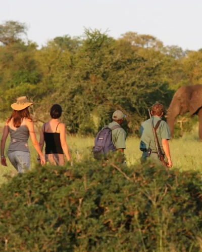 A walking safari group in the foreground watching a large elephant graze in the distance, Plains Camp, Kruger National Park, South Africa - Yellow Zebra Safaris