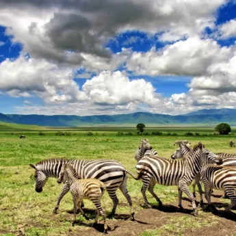 Zebras in the Ngorongoro Crater, Tanzania safaris