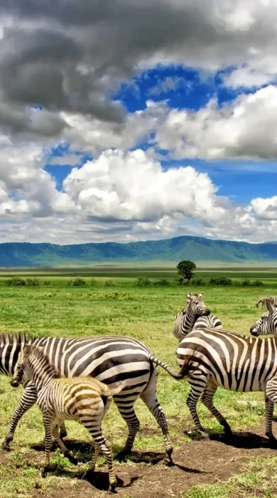 Zebras in the Ngorongoro Crater, Tanzania safaris