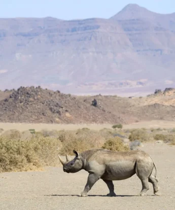 rhino doro nawas camp namibia yellow zebra safaris
