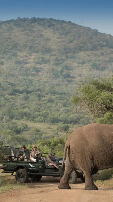 game drive, andBeyond Phinda Homestead, south africa