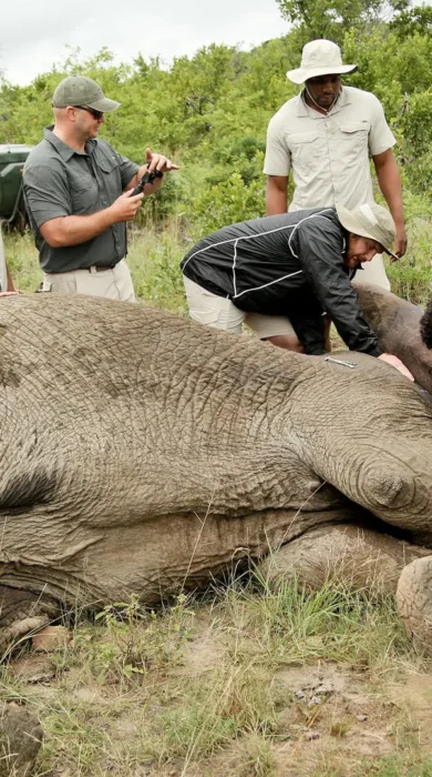 elephant conservation, andBeyond Phinda Homestead, south africa
