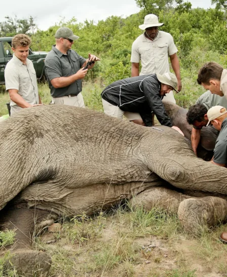 elephant conservation, andBeyond Phinda Homestead, south africa