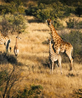 omaanda windhoek namibia game drive giraffes yellow zebra safaris