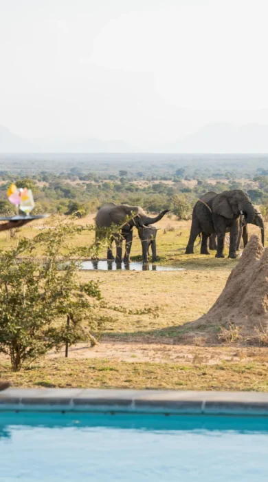 pool and elephant, walkers plains camp, timbavati reserve, south africa