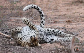 leopard, walkers plains camp, timbavati reserve, south africa