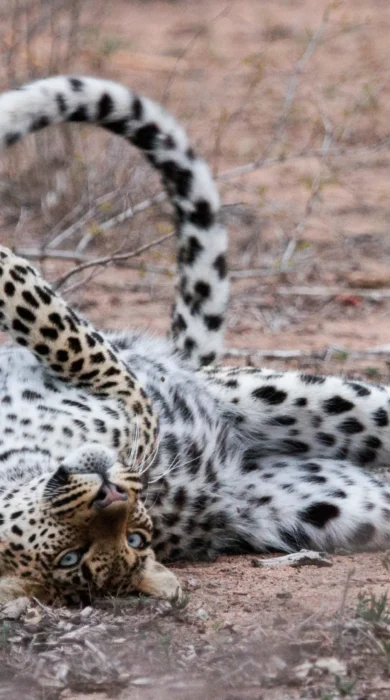 leopard, walkers plains camp, timbavati reserve, south africa