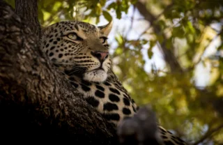 A Safari Exploration, Trips, Yellow Zebra Safaris