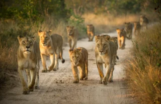 Lion pride, Tanzania national park safari