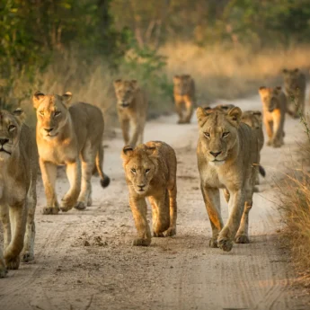 Lion pride, Tanzania national park safari