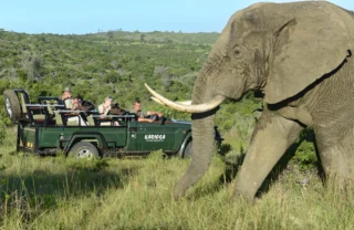 Game Drive, Kariega Main Lodge, Kariega GR, South Africa