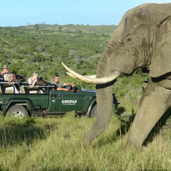 Game Drive, Kariega Main Lodge, Kariega GR, South Africa