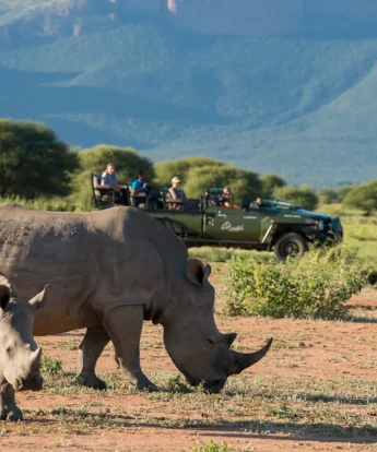 rhino safaris, marakele national park, south africa