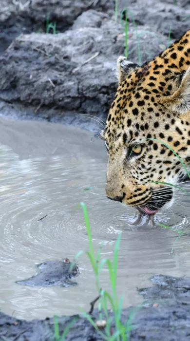 leopard safaris, manyeleti game reserve, south africa