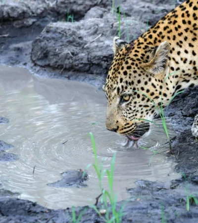 leopard safaris, manyeleti game reserve, south africa