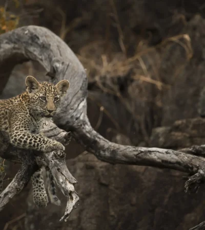 baby leopard, sabi sand reserves safaris, south africa
