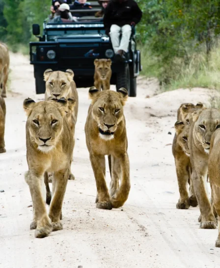 lion safaris, sabi sand reserves, south africa