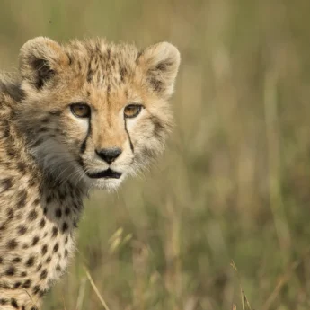 Cheetah, Grumeti Reserve wildlife, Serengeti, Luxury Tanzania