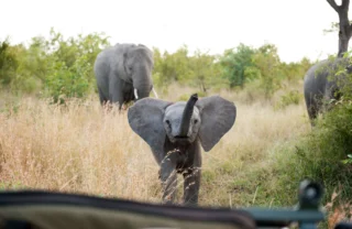 baby elephant in sabi sand reserves, south africa