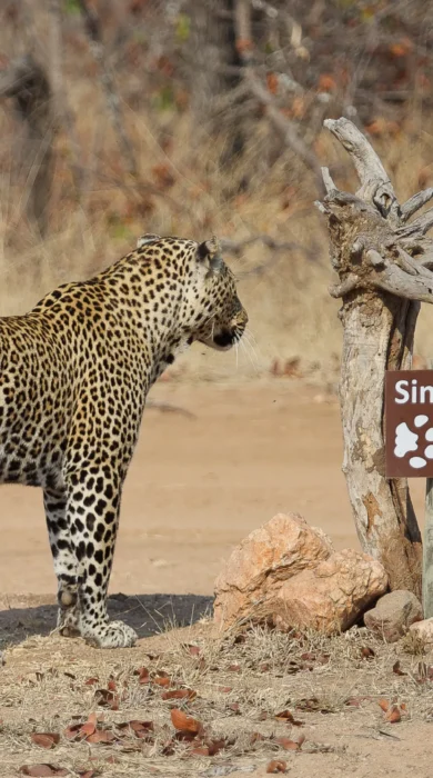leopard, timbavati private game reserve, south africa