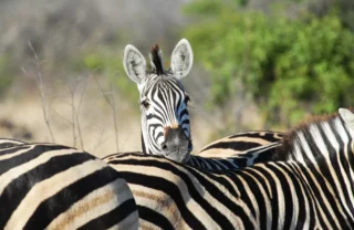 zebra, timbavati private game reserve, south africa